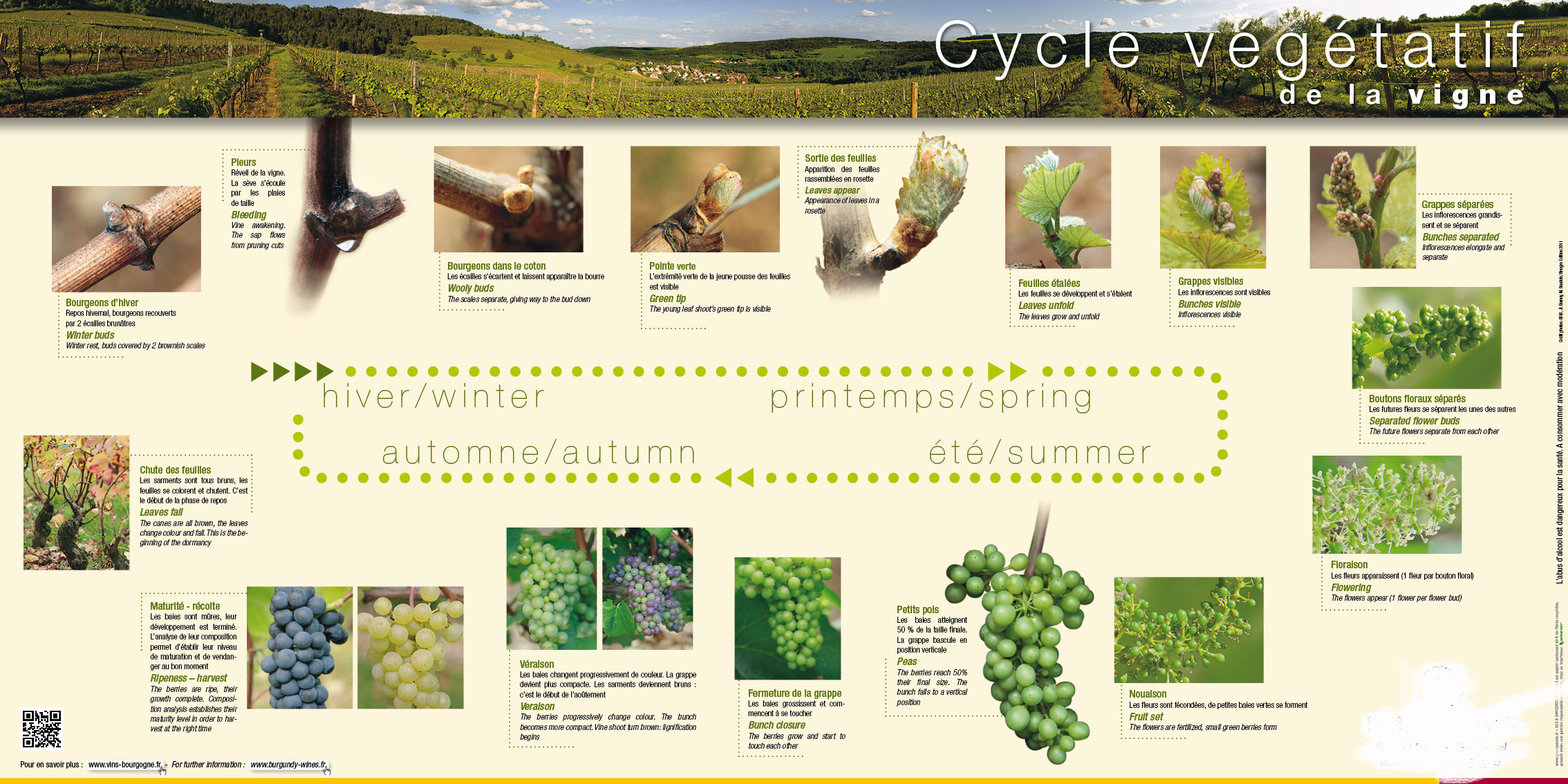 cycle-vegetatif-de-la-vigne