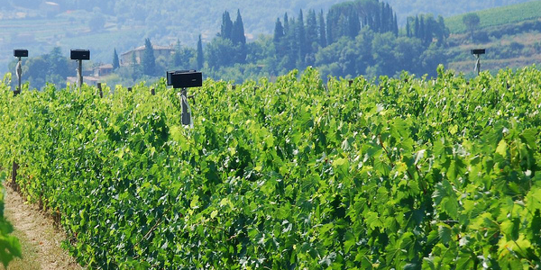 hauts parleurs dans les vignes