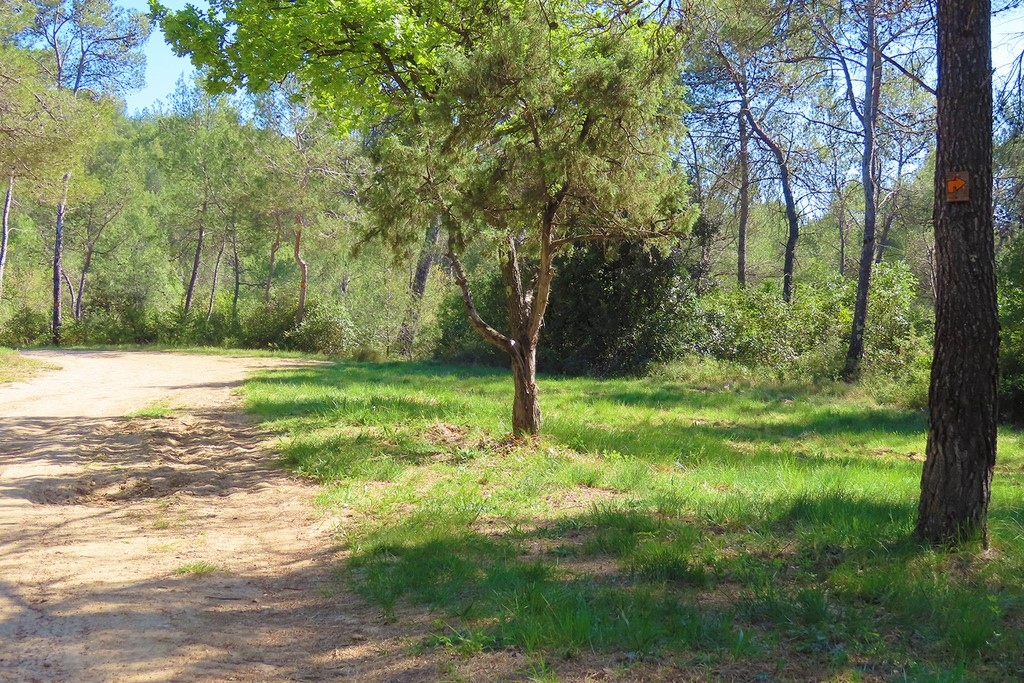 Les 5 meilleurs spots pour courir à Montpellier Master Marketing Vente