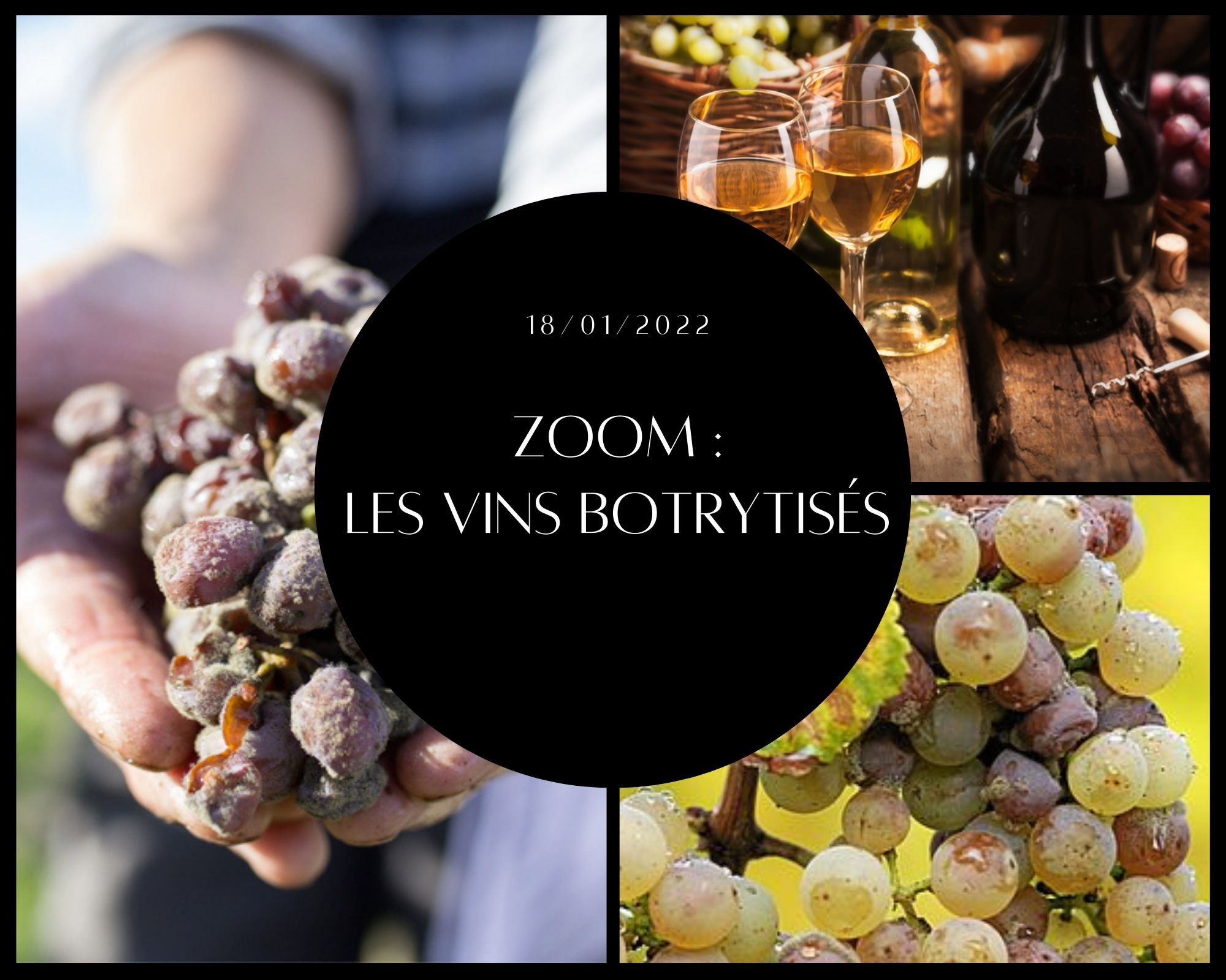 Faire du vin avec du raisin pourri… Une idée saugrenue !? Et bien, pas tant que ça, au contraire même. On vous dit tout sur la plus noble des pourritures (nous n’insultons personne ici, rassurez-vous).