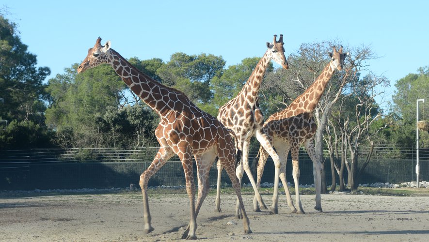 Image contenant des animaux vivants au zoo du Lunaret