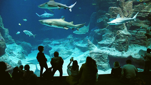 Image montrant un aquarium