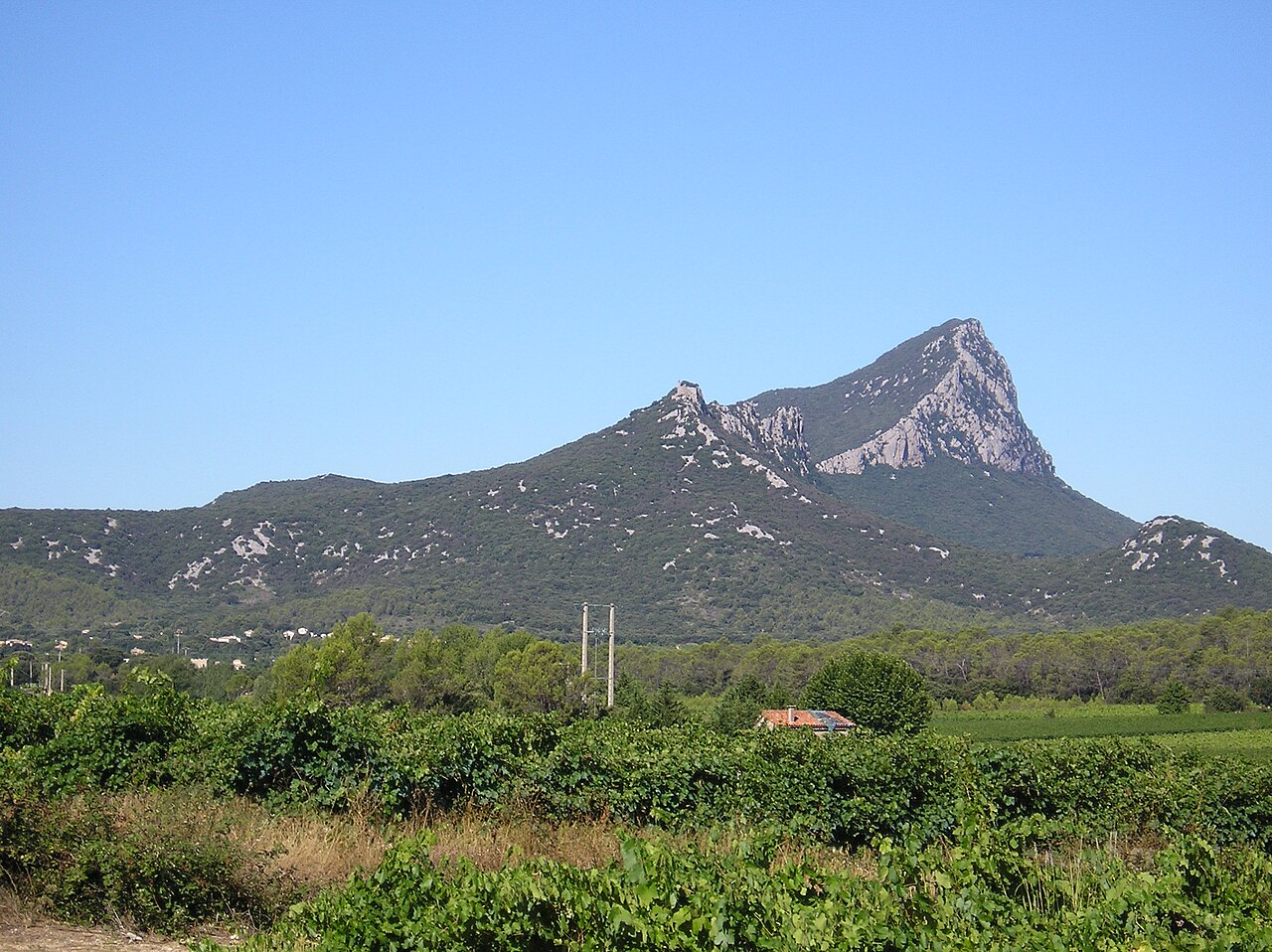 Vignoble du Pic Saint-Loup au pied du massif