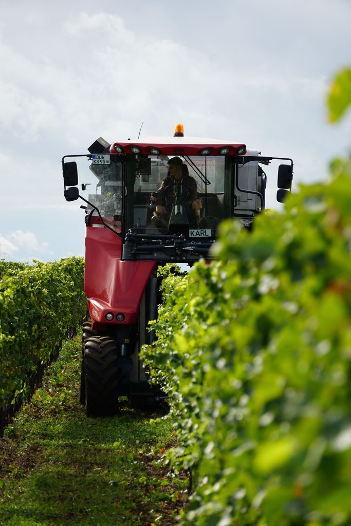 Vendanges 2026 dans un vignoble français
